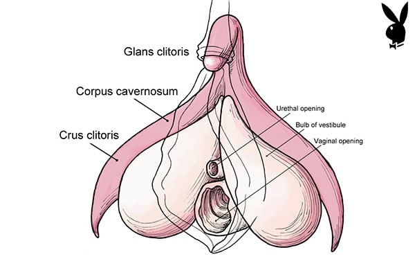 Cấu tạo âm vật