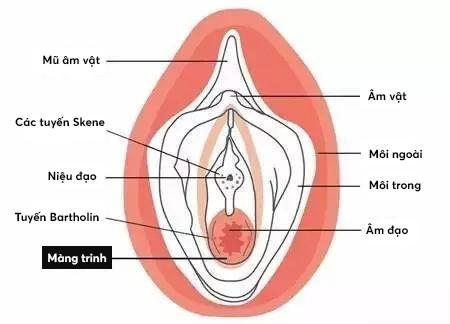 Vị trí màng trinh