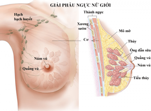 Cấu tạo ngực phụ nữ