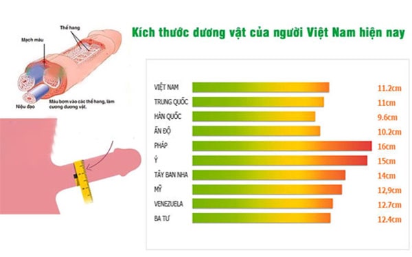 Kích thước dương vật người VIệt