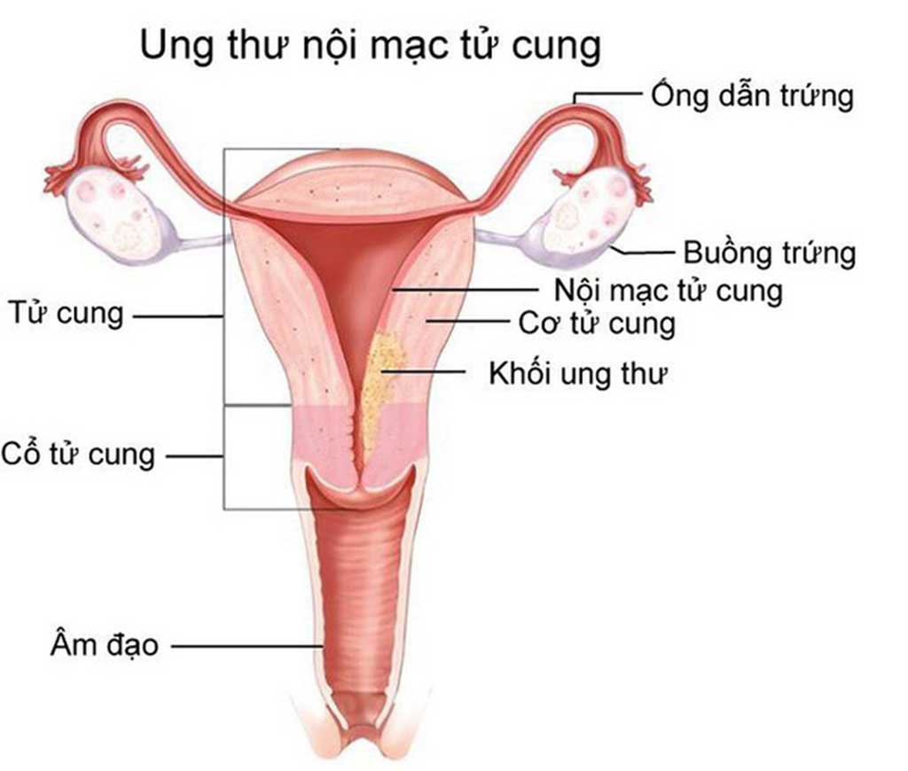 Cấu tạo bộ phận sinh dục nữ